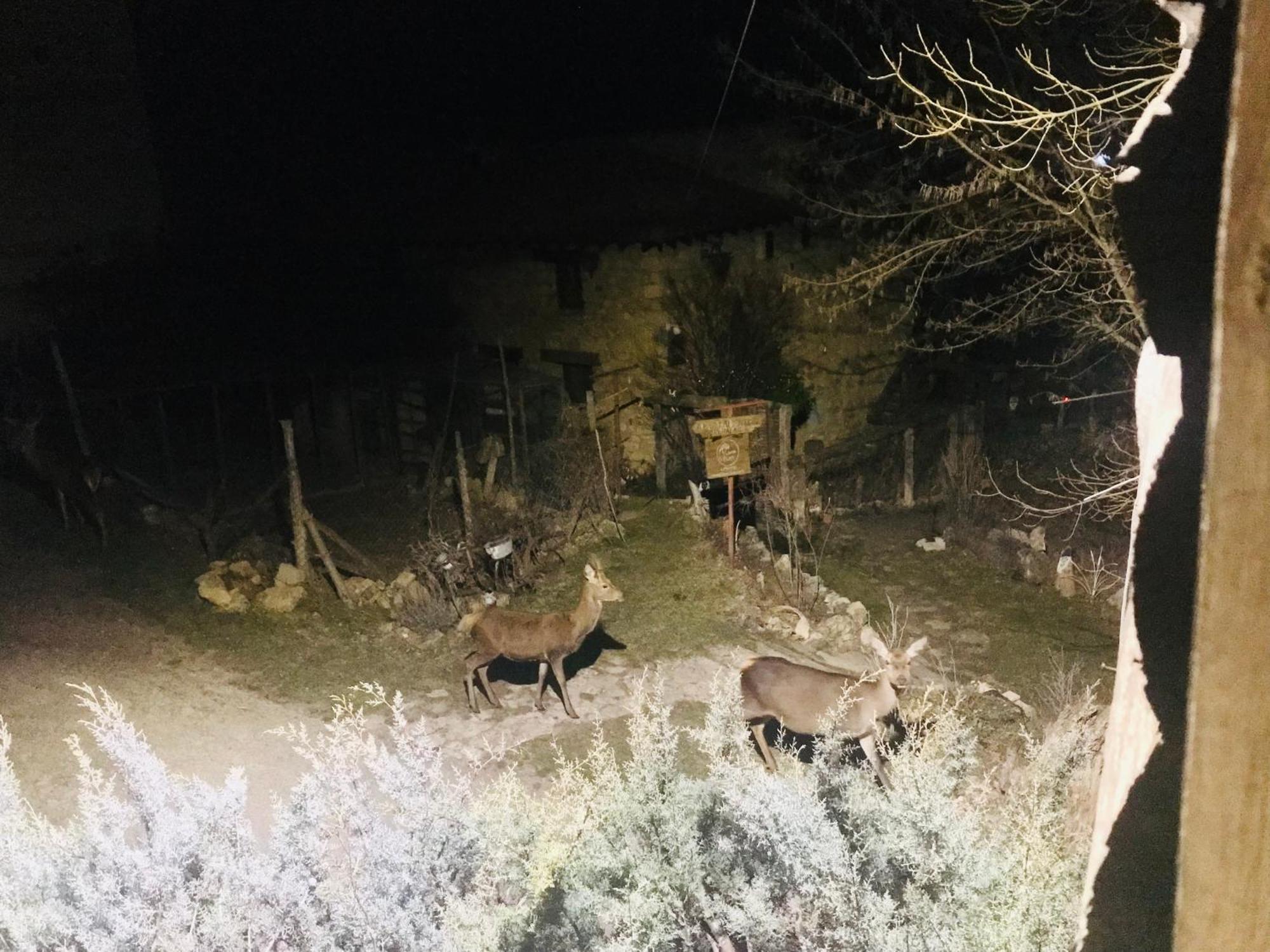 Casas Rurales Chon Alto Tajo Peralejos de las Truchas Exteriör bild