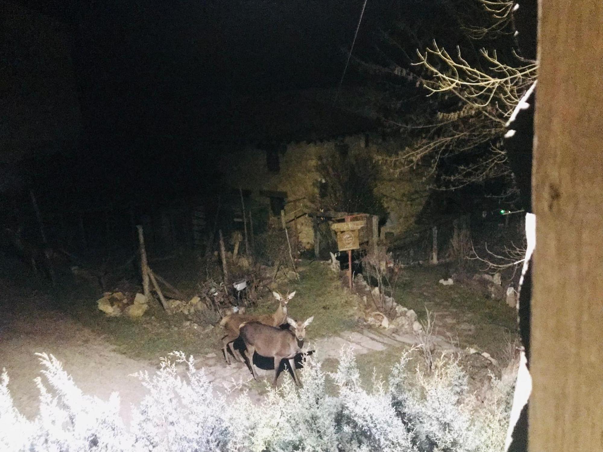 Casas Rurales Chon Alto Tajo Peralejos de las Truchas Exteriör bild